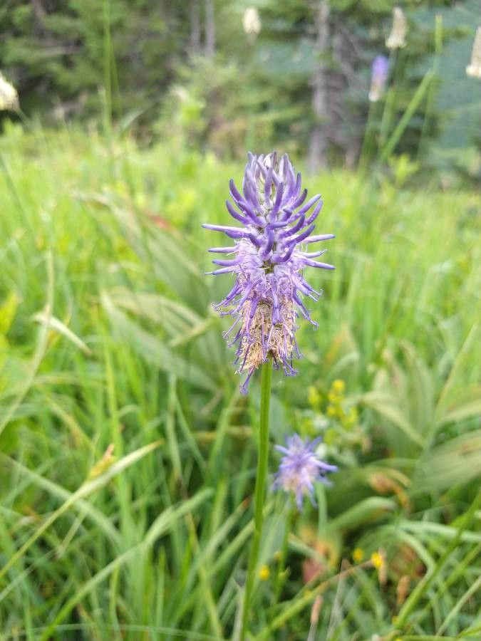 Phyteuma michelii flower