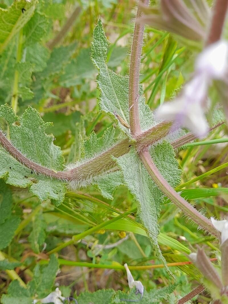 Salvia limbata bark