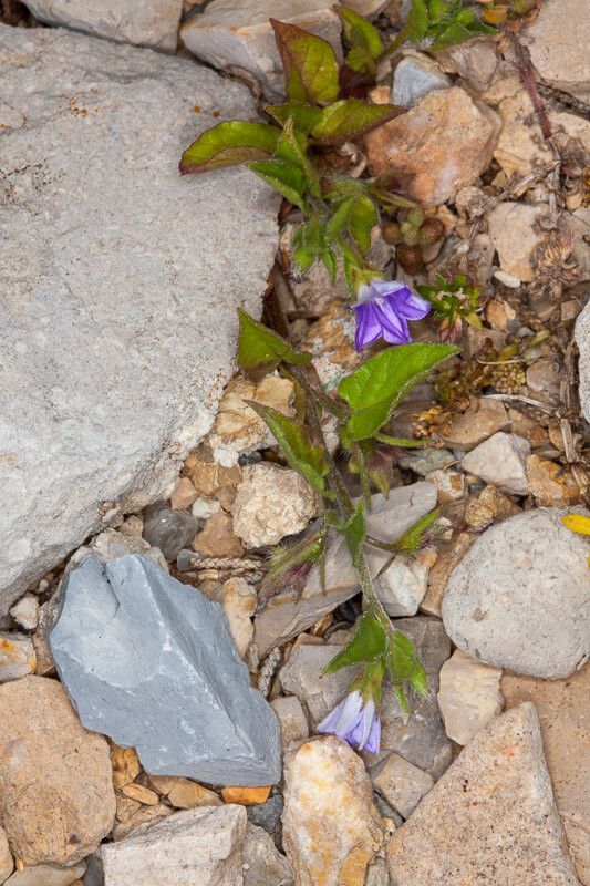 Convolvulus siculus leaf