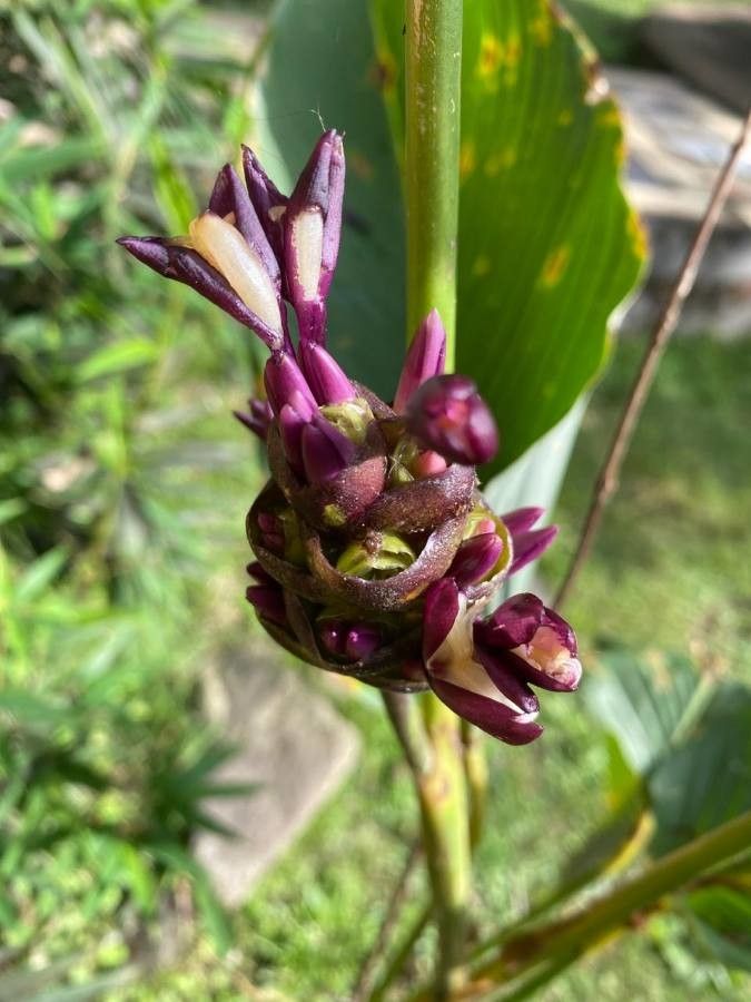 Goeppertia donnell-smithii fruit
