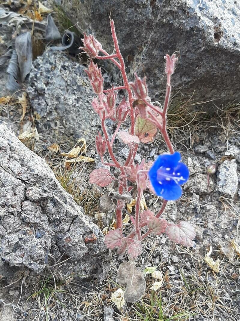 Phacelia campanularia habit