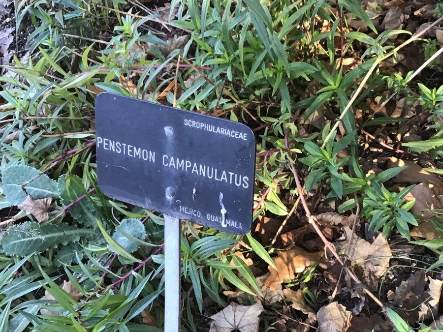 Penstemon campanulatus — pet friendly houseplant