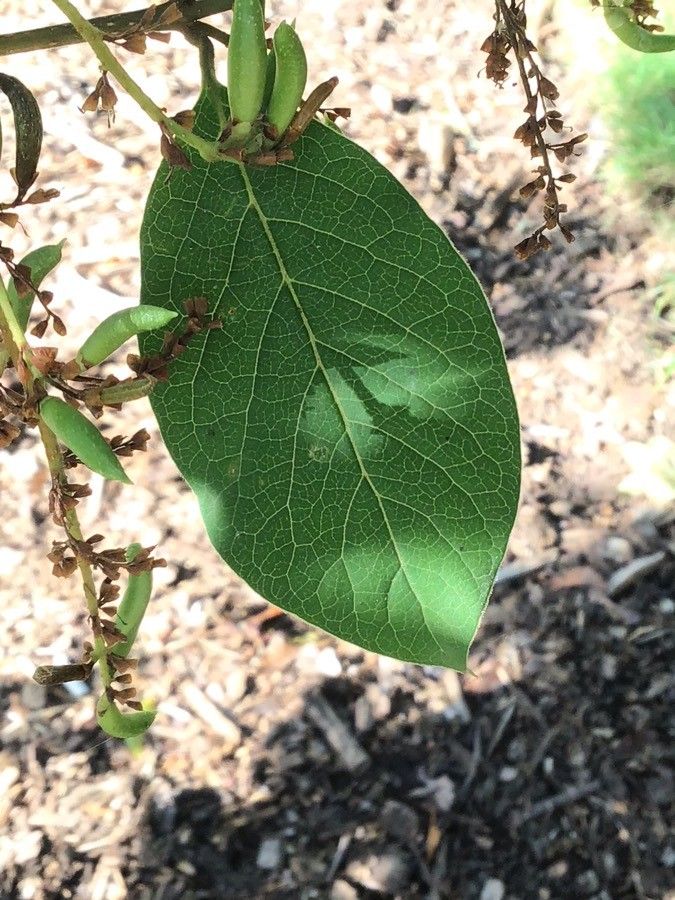 Syringa tomentella — search result for 'Syringa'