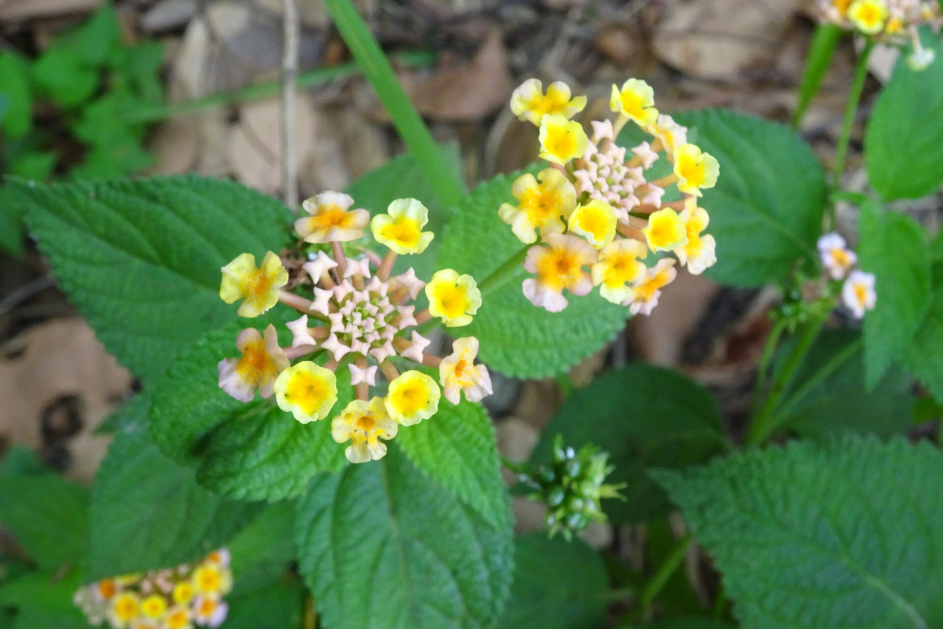 Lantana × strigocamara — houseplant care guide