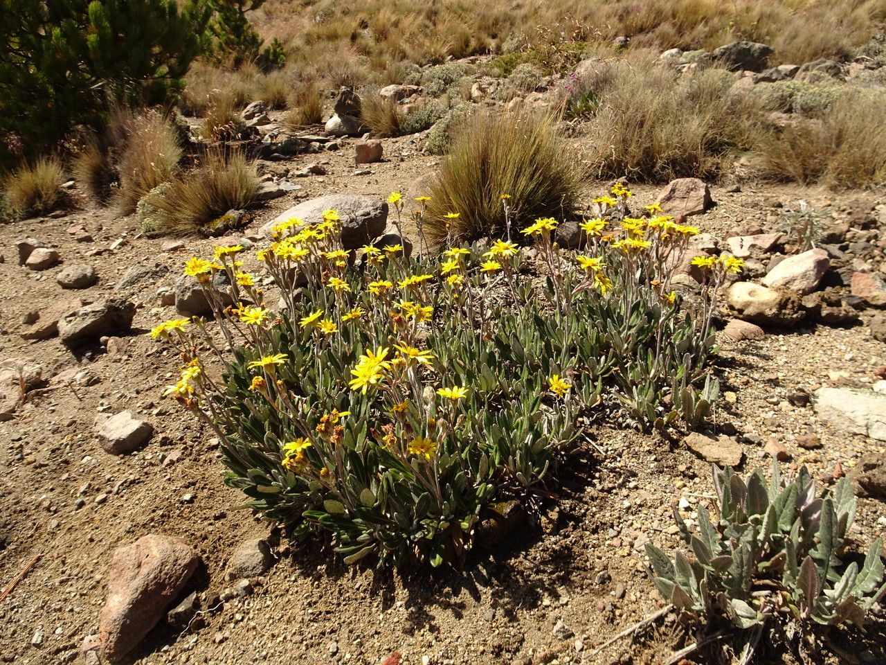 Senecio procumbens habit