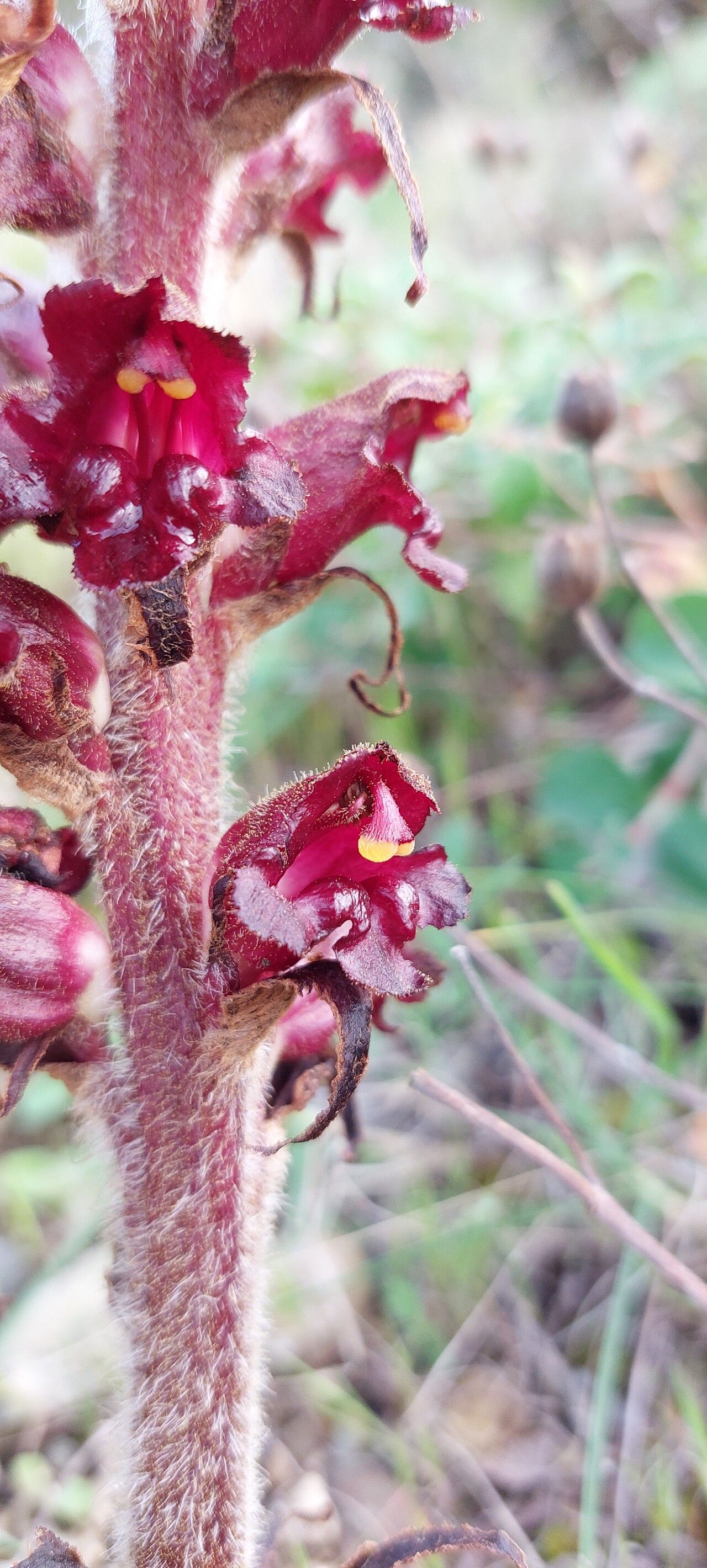 Orobanche variegata flower