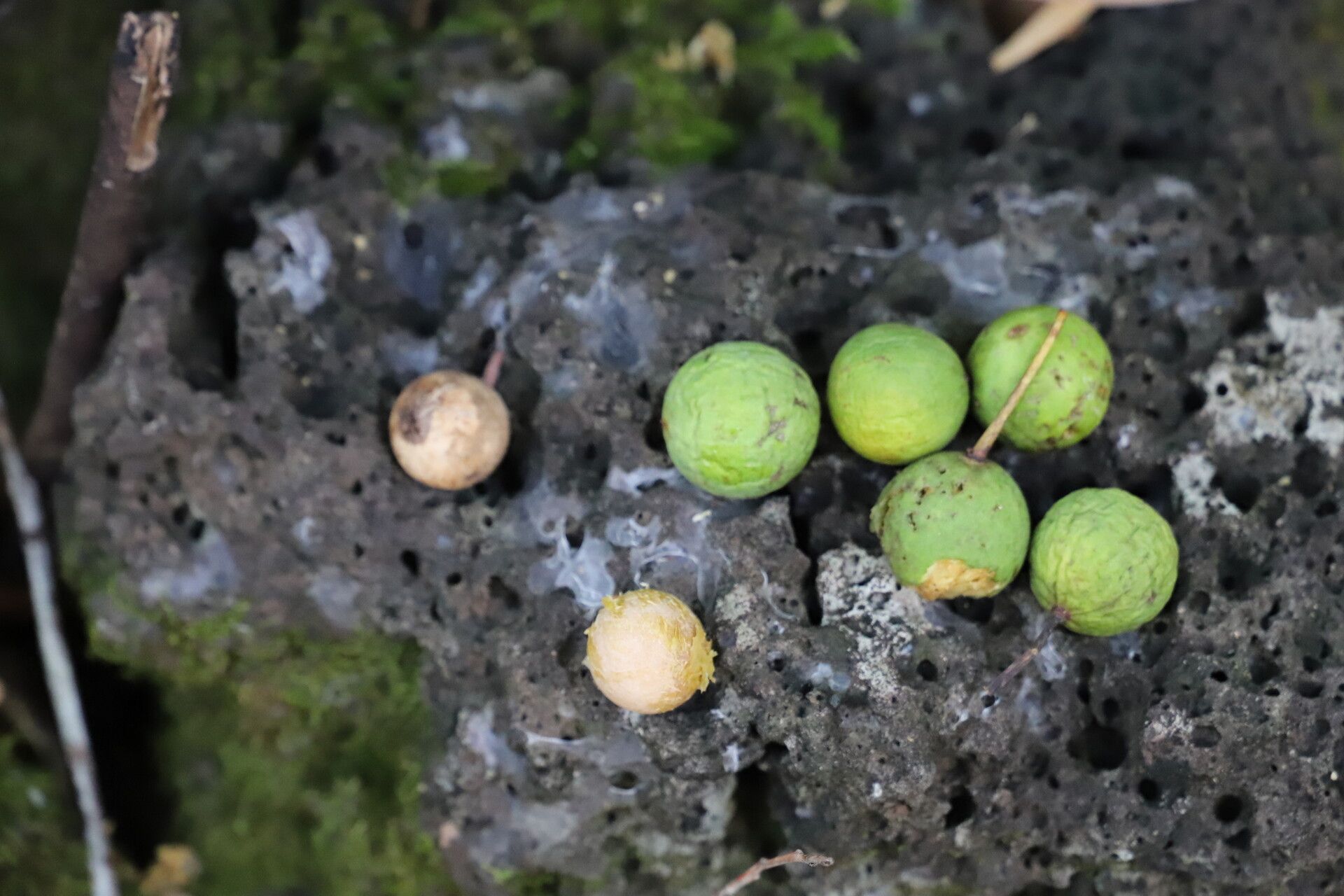 Calophyllum parviflorum fruit