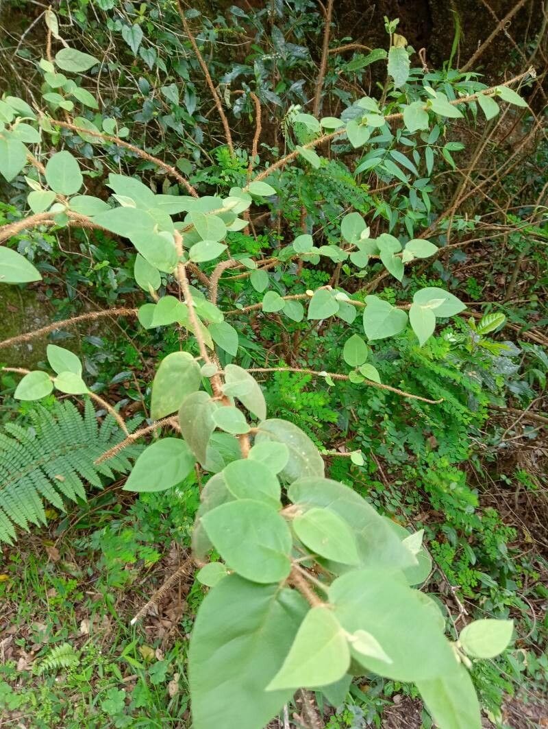 Solanum erythracanthum habit