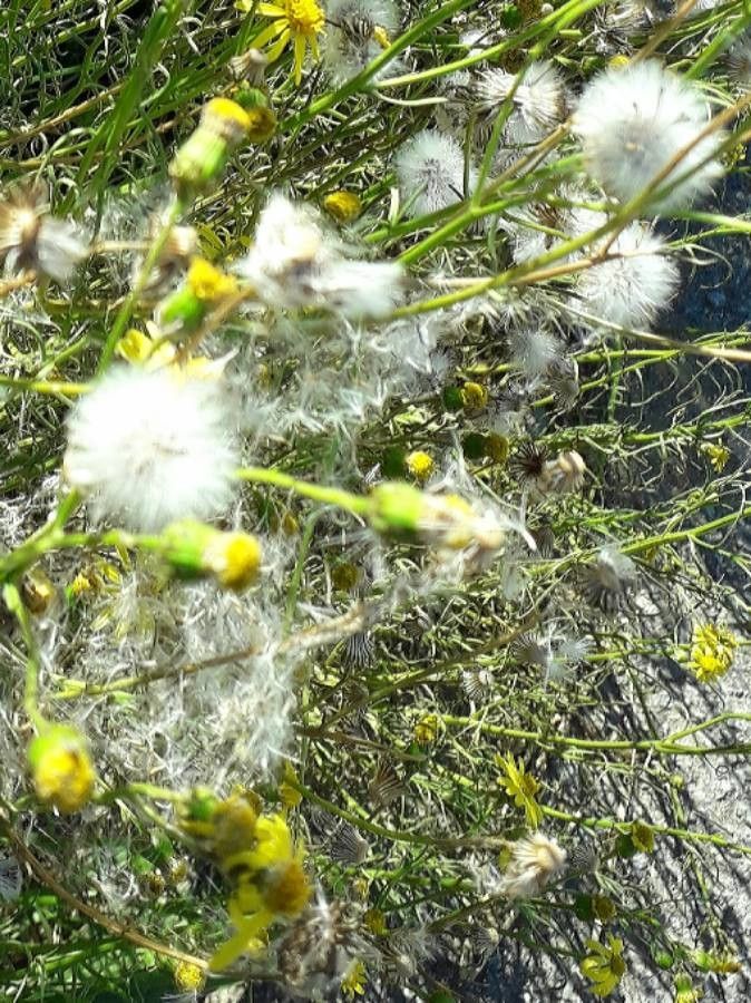 Senecio inaequidens fruit