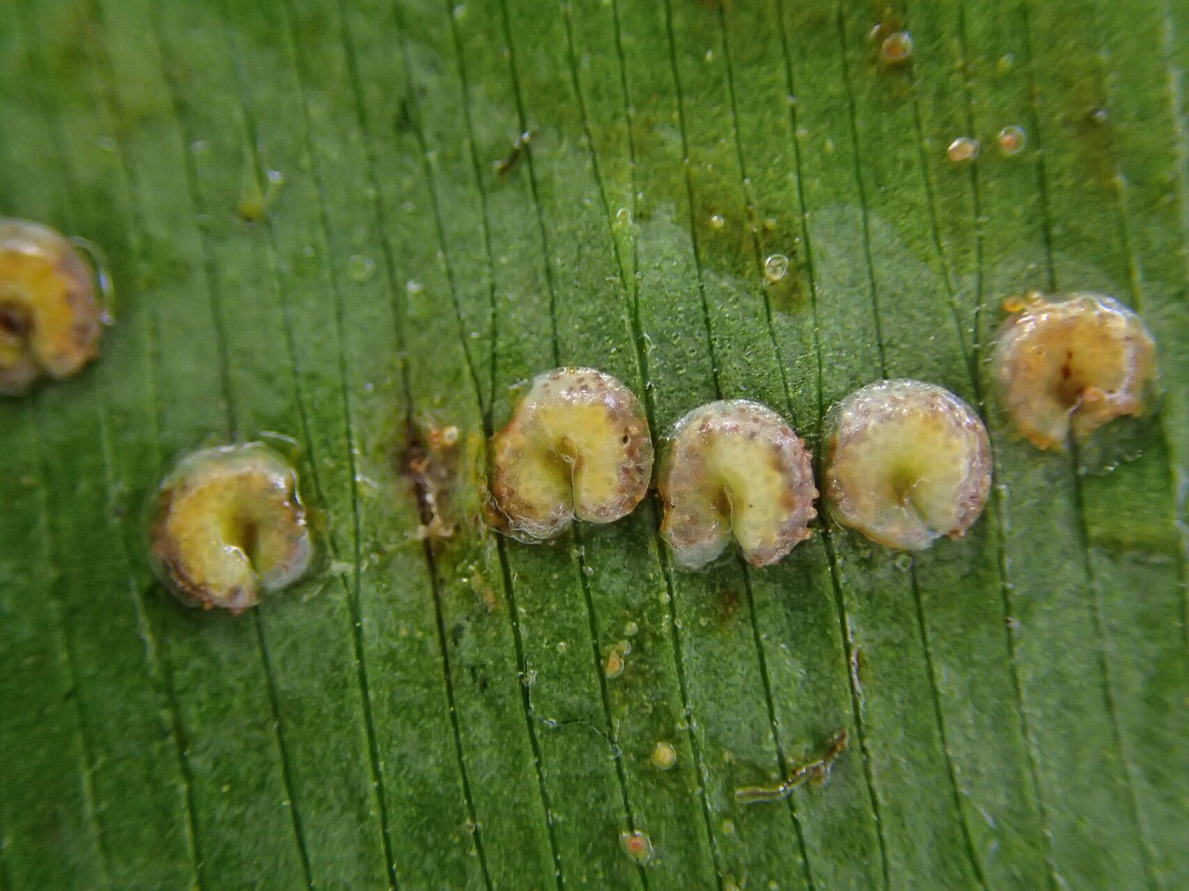 Oleandra annetii fruit