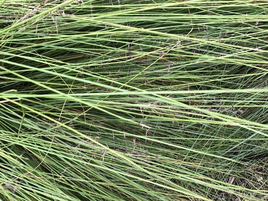Muhlenbergia capillaris — salt tolerant houseplant