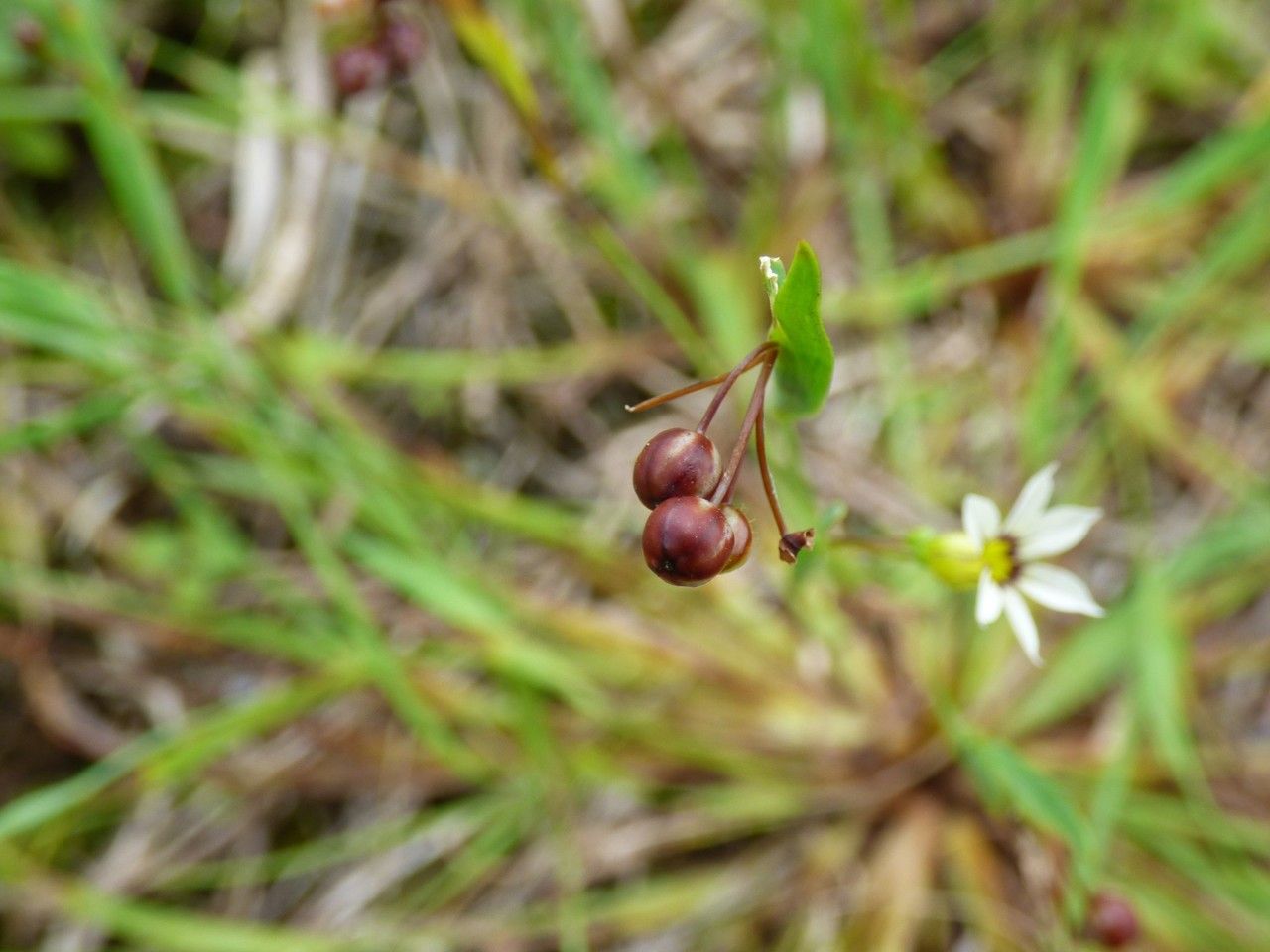 Sisyrinchium micranthum fruit