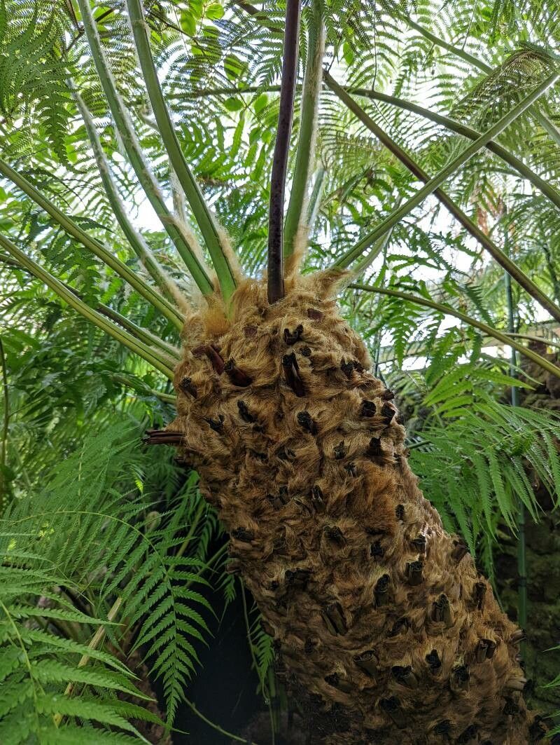 Cibotium cumingii bark
