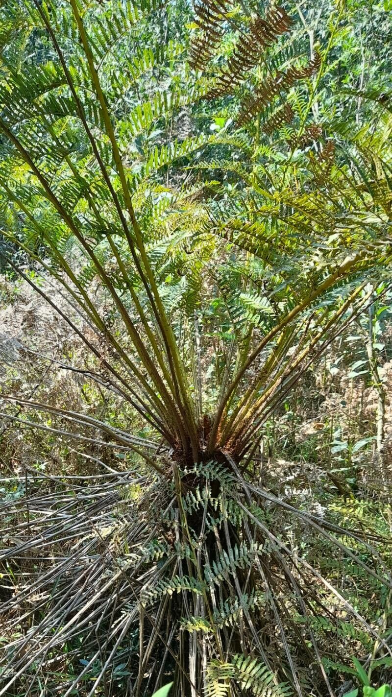 Cyathea atrovirens habit