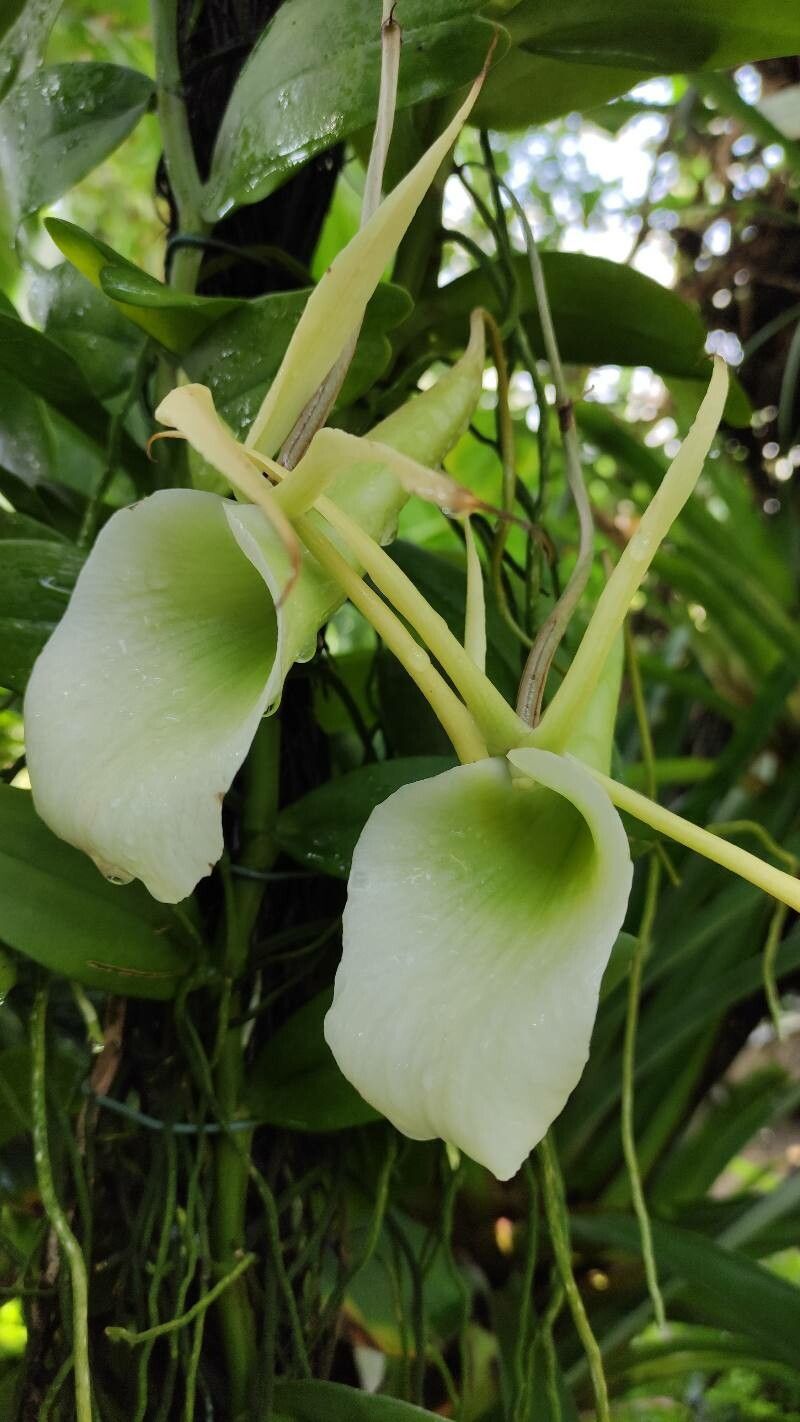 Angraecum eburneum flower