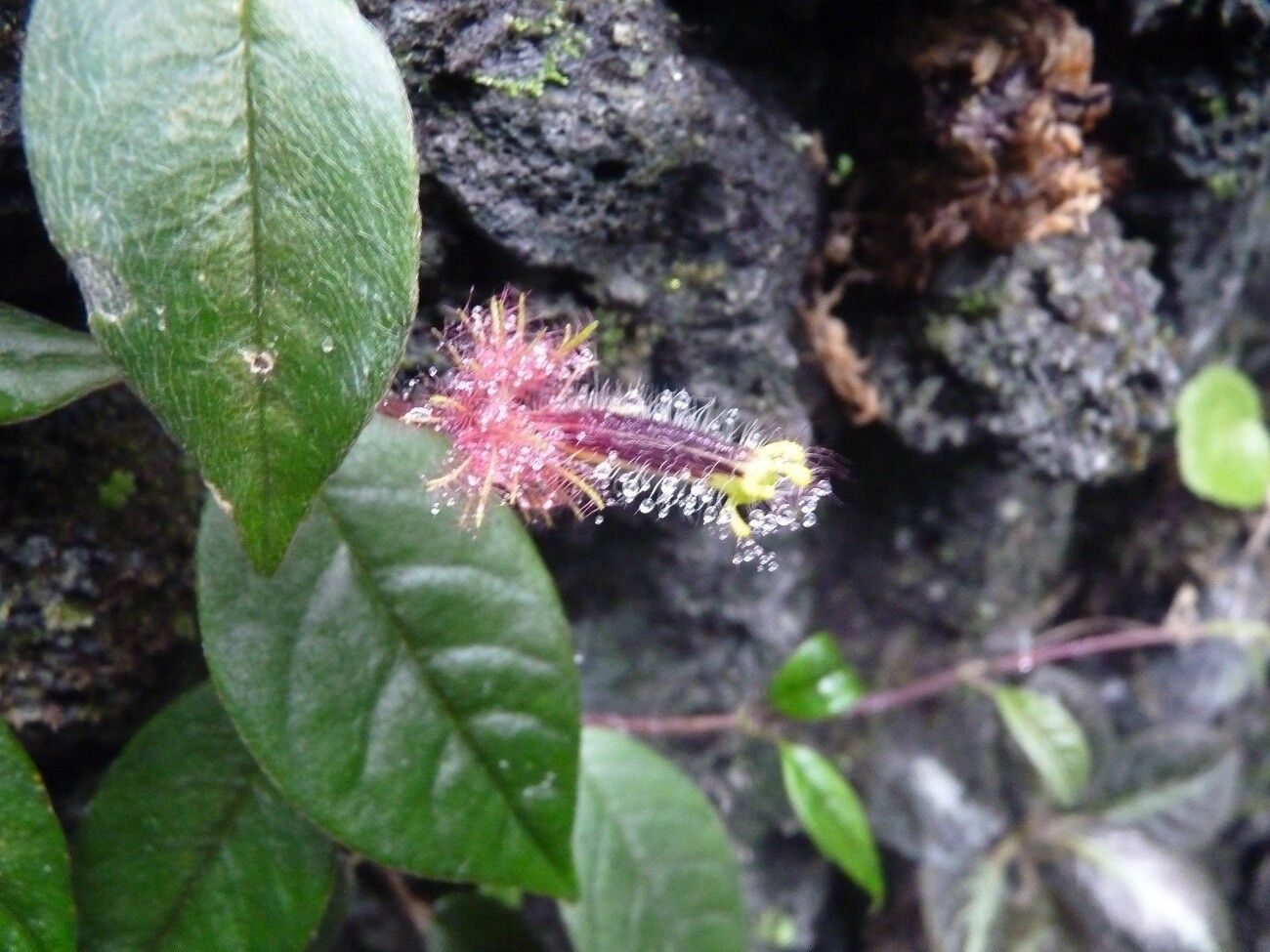 Columnea minor other
