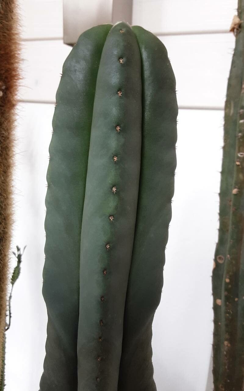 Echinopsis scopulicola bark