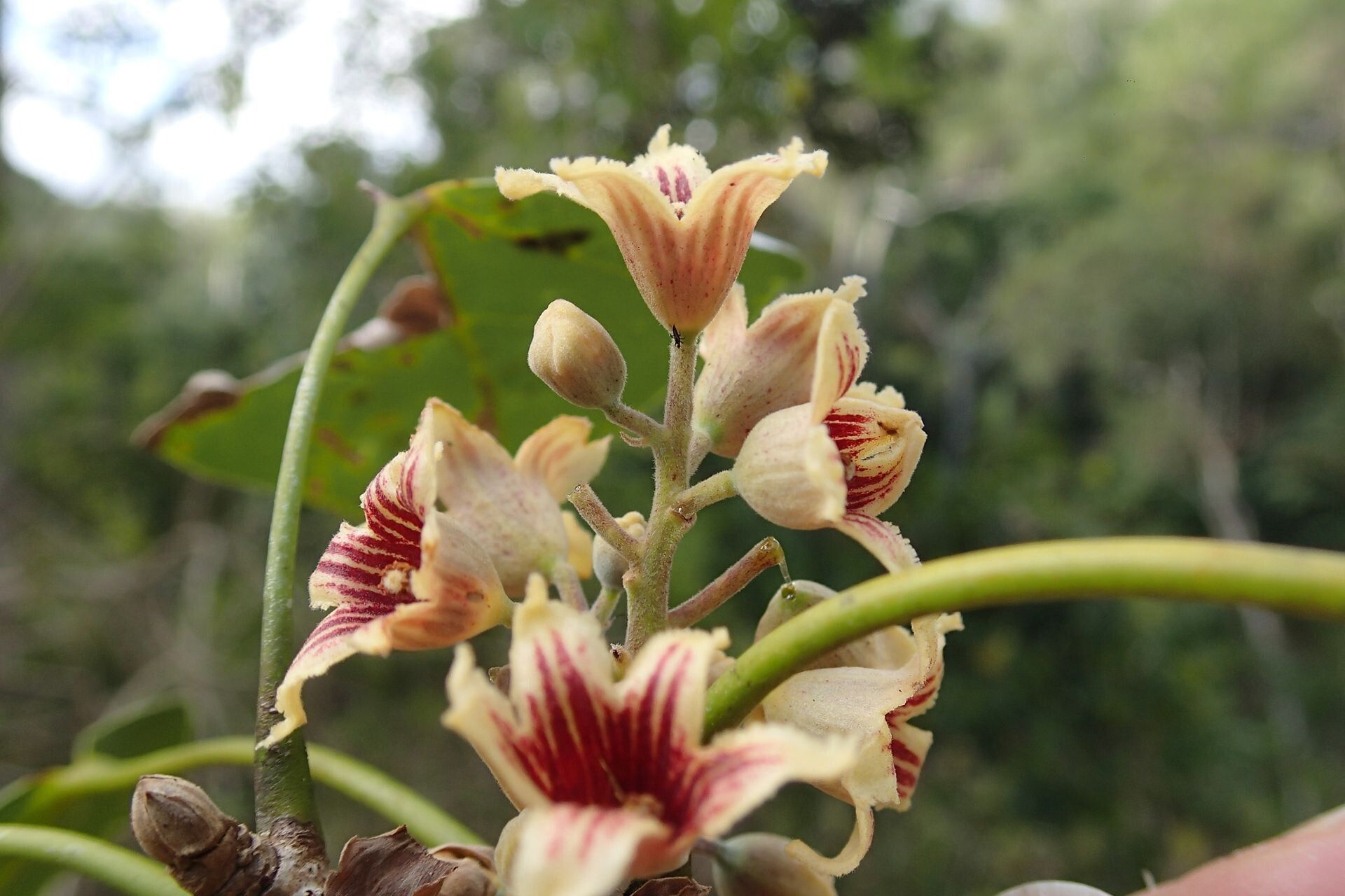 Acropogon mesophilus — houseplant care guide