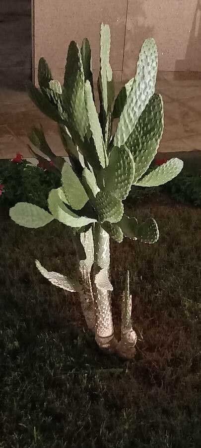 Opuntia tomentosa — plants for gifts houseplant