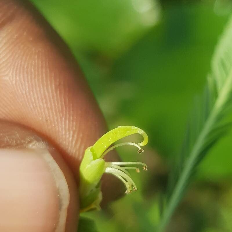 Aeschynomene sensitiva flower