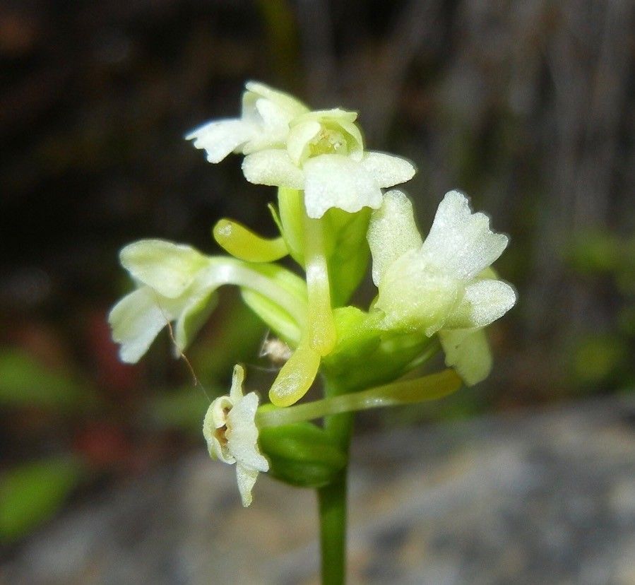 Platanthera clavellata flower