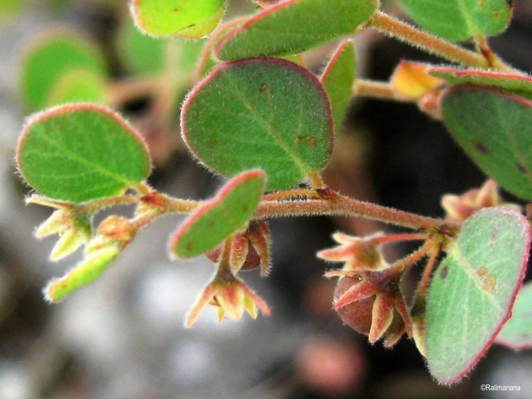 Phyllanthus betsileanus — houseplant care guide