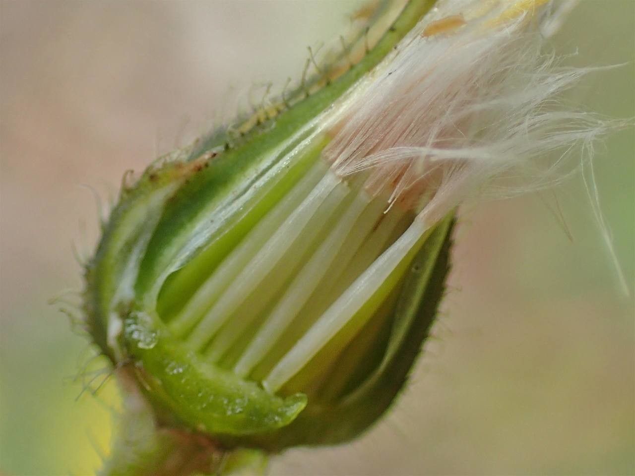 Crepis sancta fruit