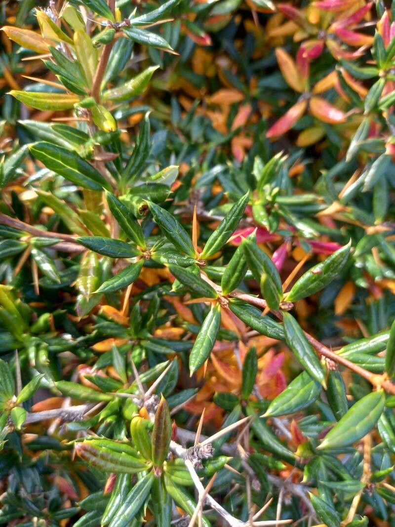 Berberis candidula — search result for 'Berberidaceae'