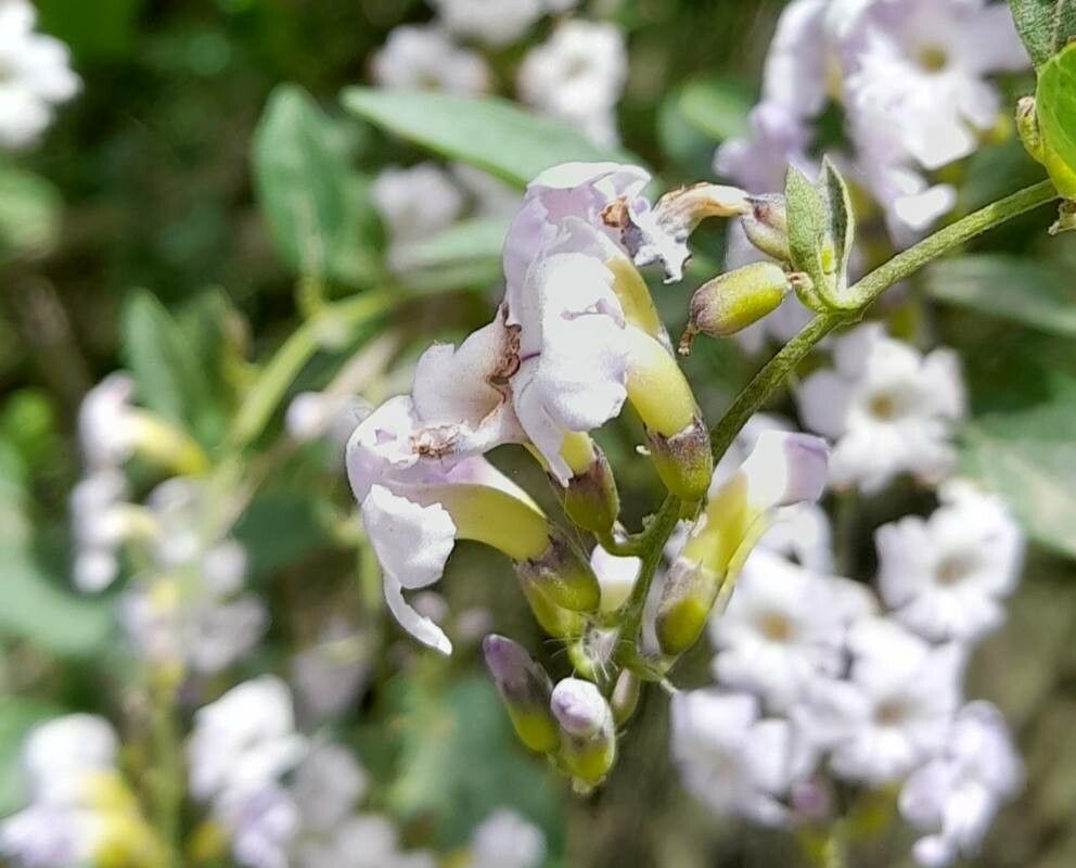 Duranta serratifolia flower