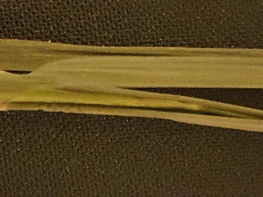 Digitaria eriantha leaf