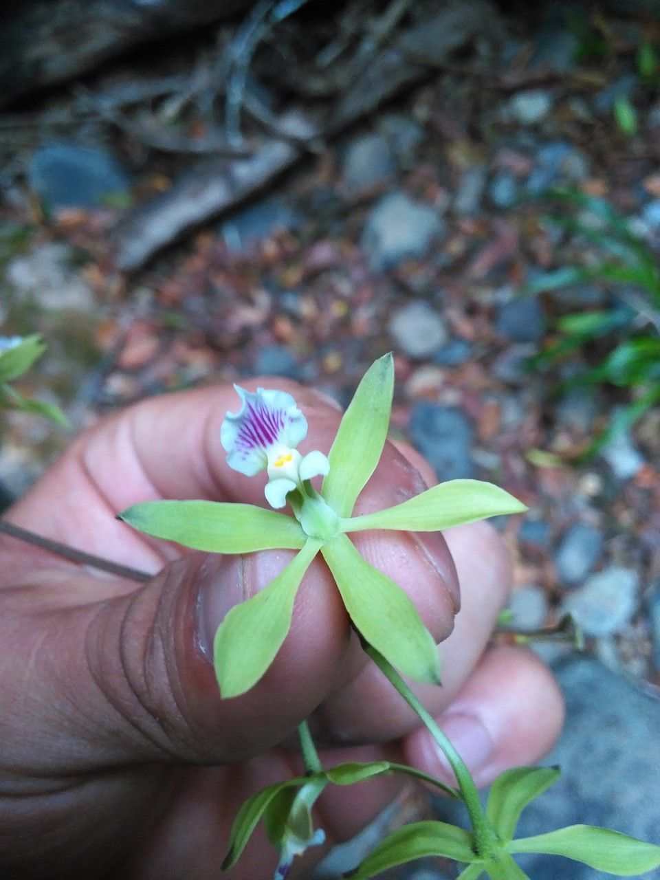 Encyclia tampensis flower