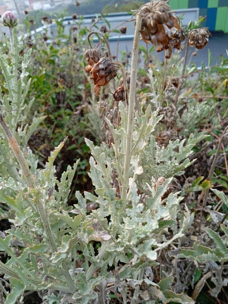 Arctotis stoechadifolia leaf
