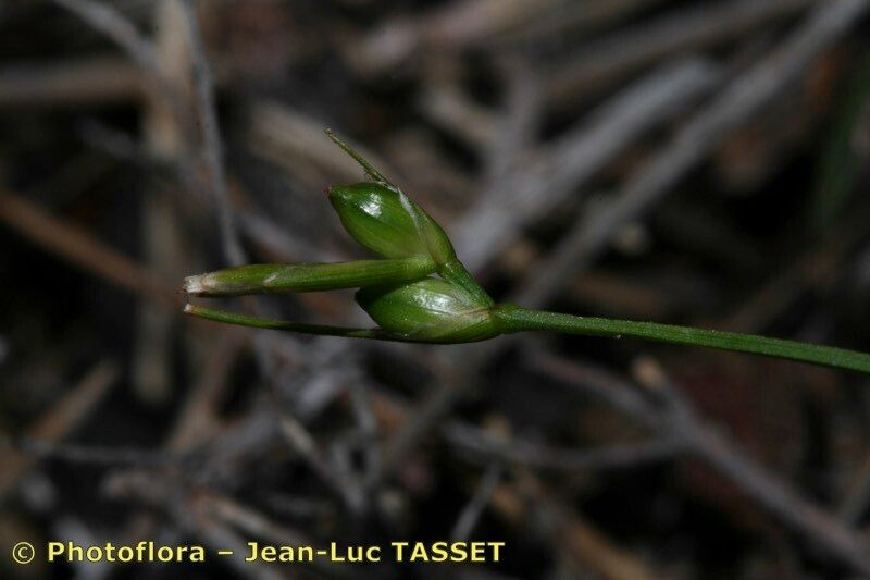 Carex oedipostyla fruit