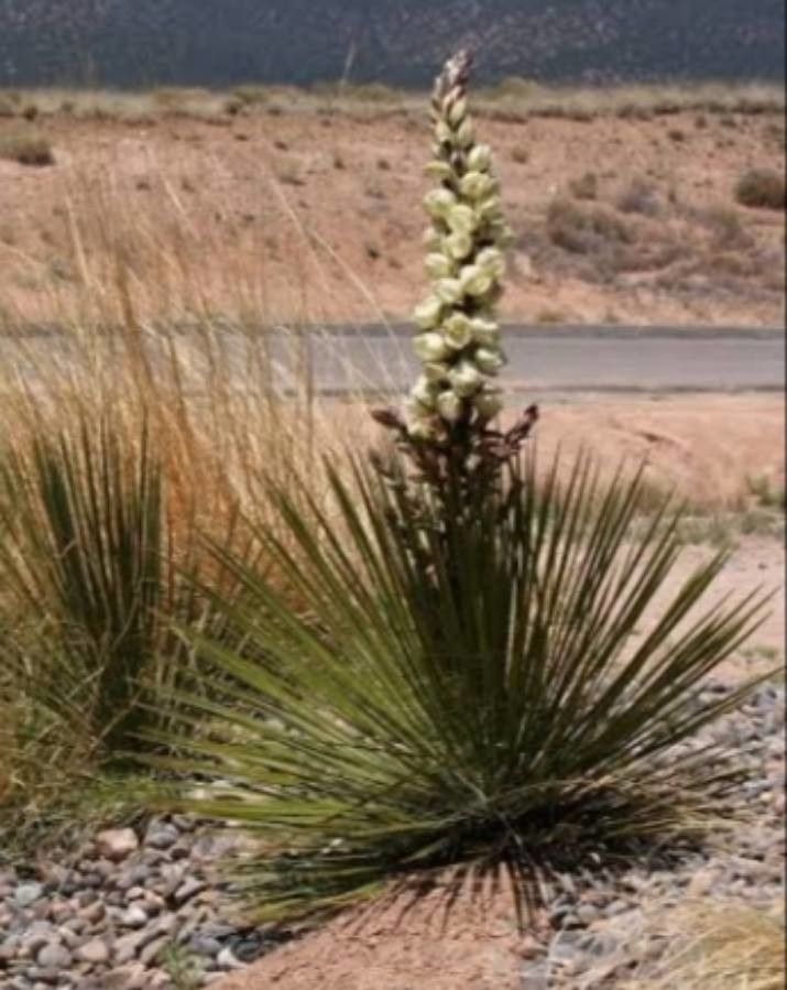 Yucca baileyi