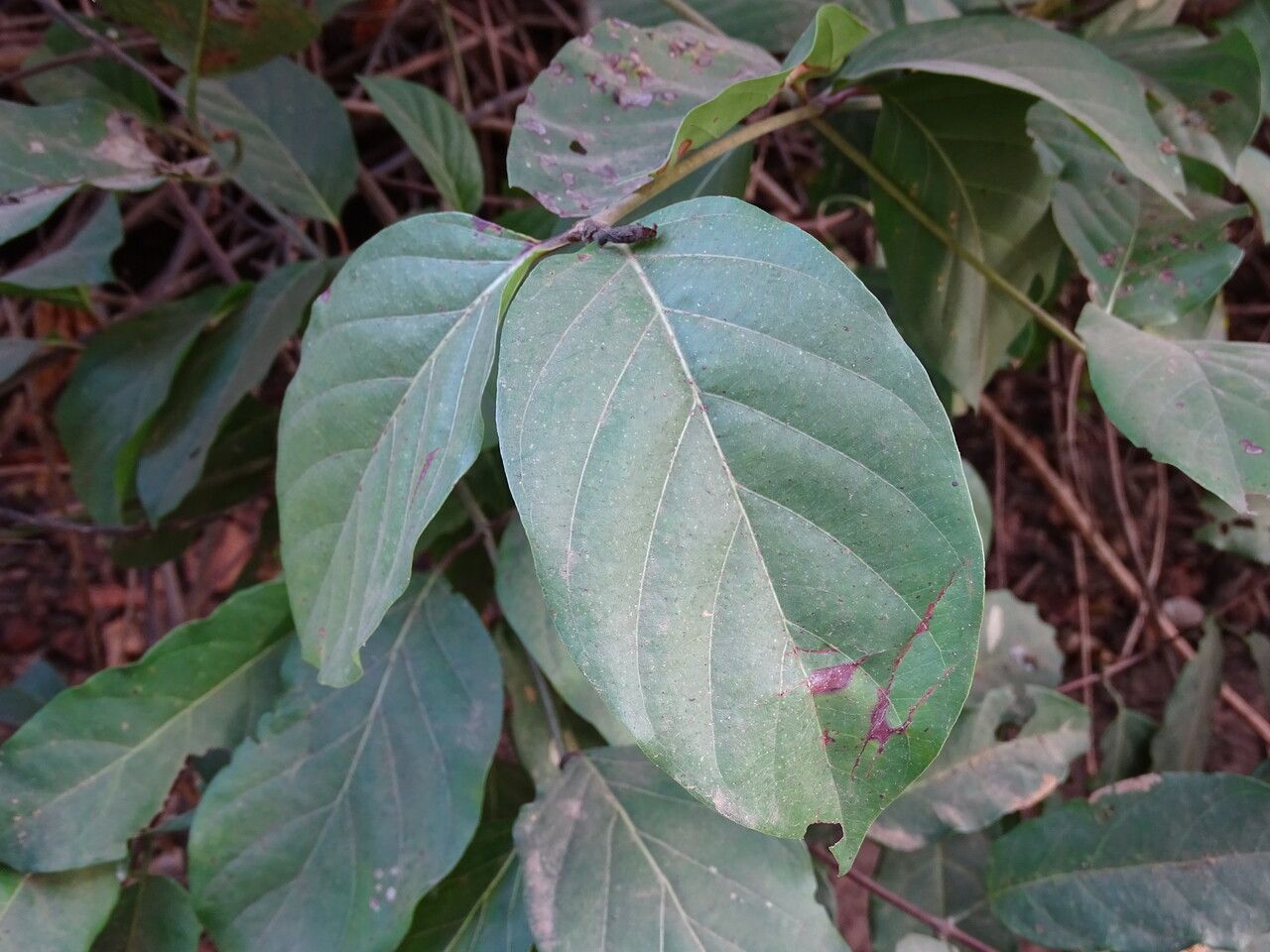 Sarcocephalus latifolius — search result for 'Sierra Leone'