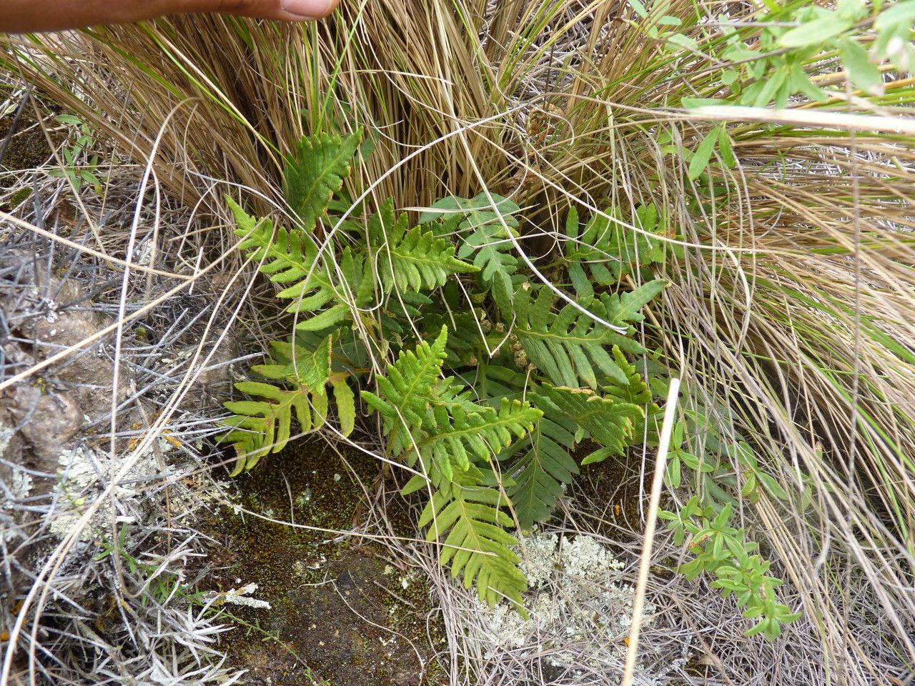 Pleopeltis subvestita habit