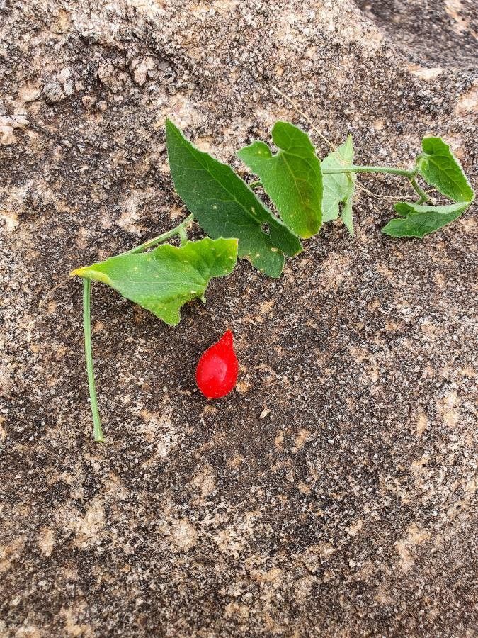 Kedrostis foetidissima fruit