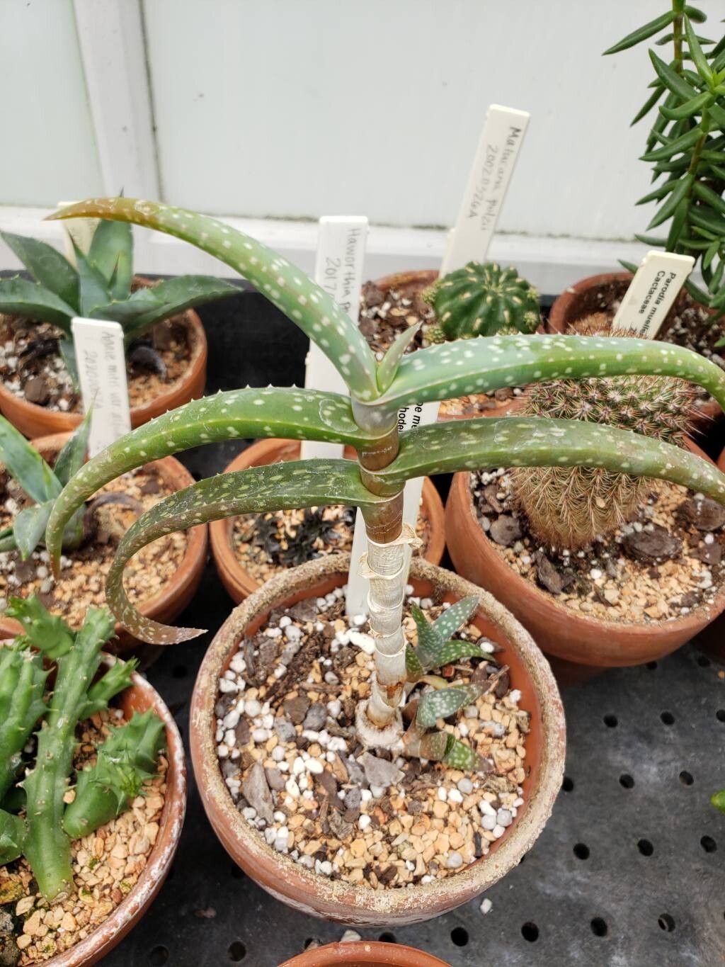 Aloe medishiana habit