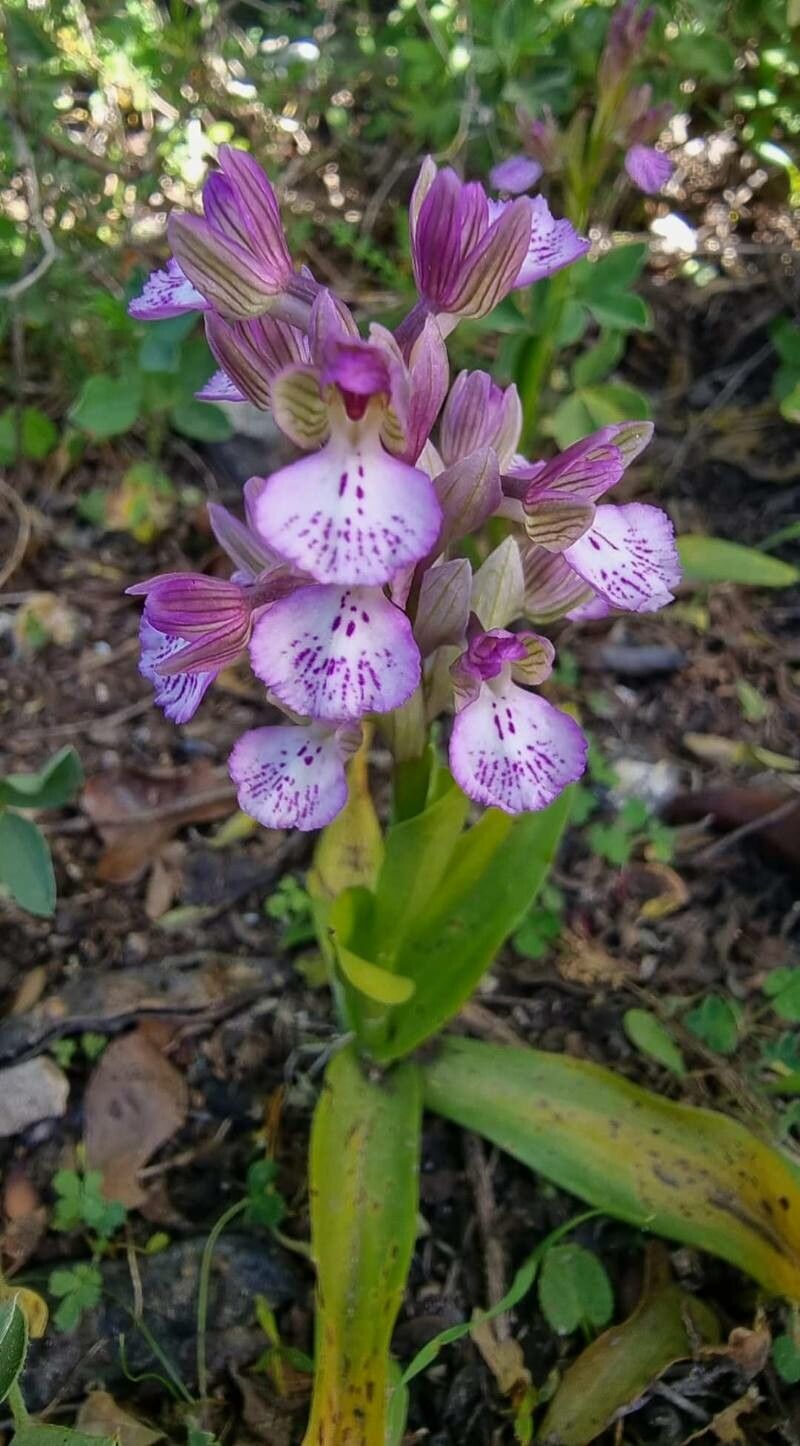 Anacamptis × feinbruniae — search result for 'Anacamptis'