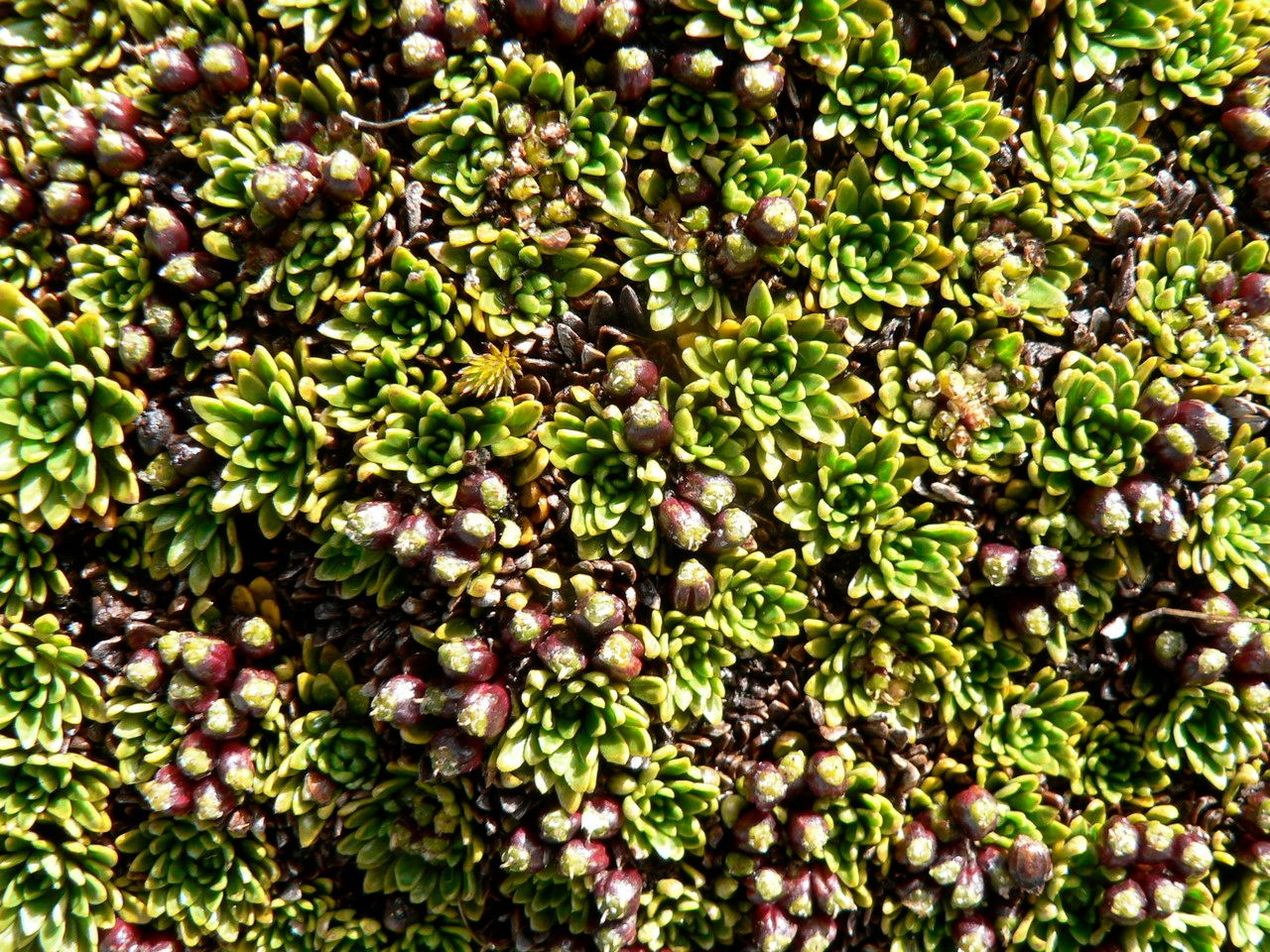 Azorella aretioides fruit