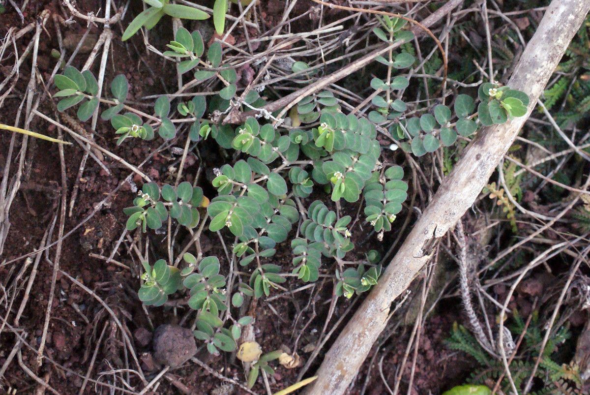 Chamaesyce viridula leaf