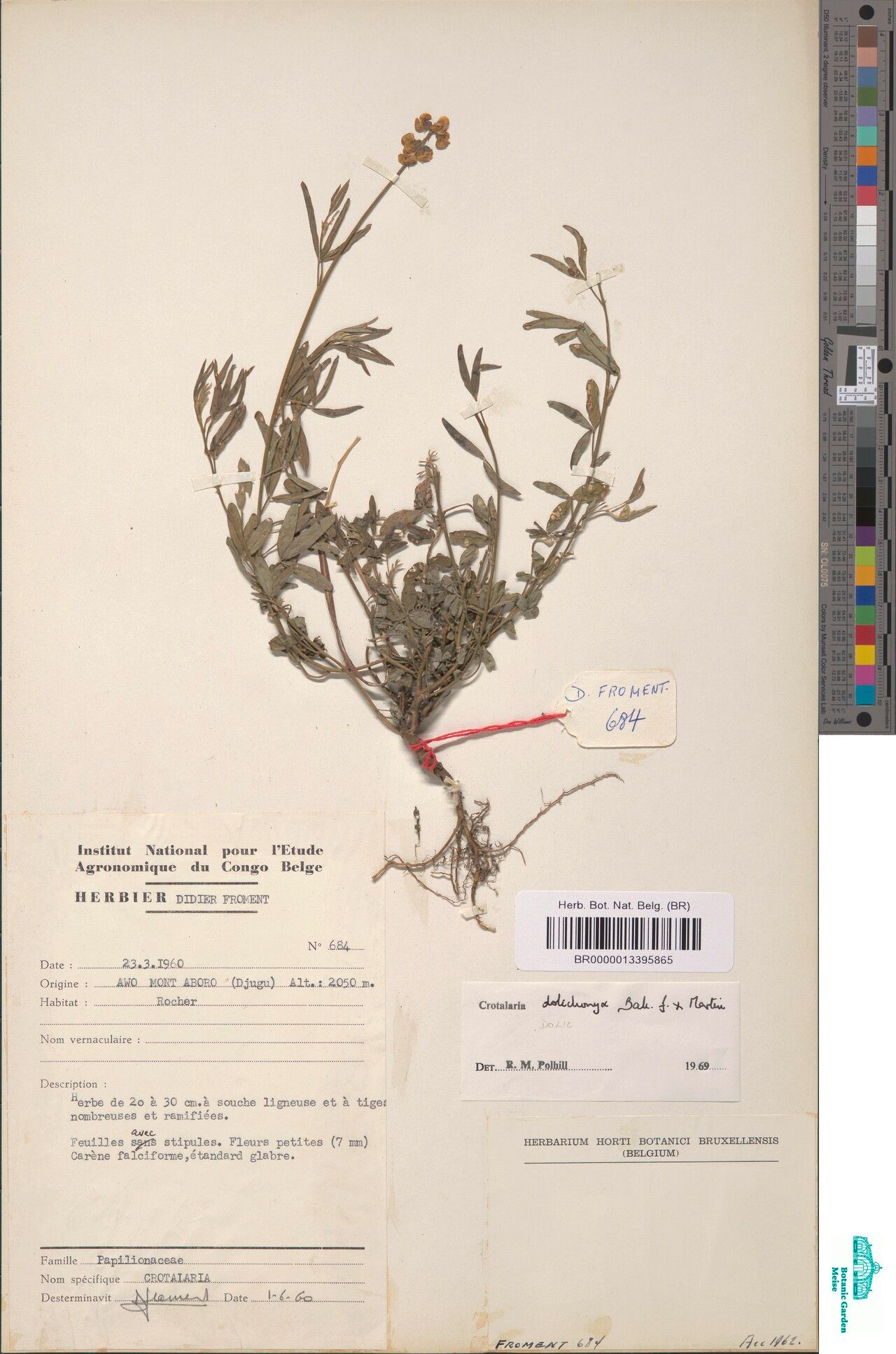 Crotalaria dolichonyx — houseplant care guide