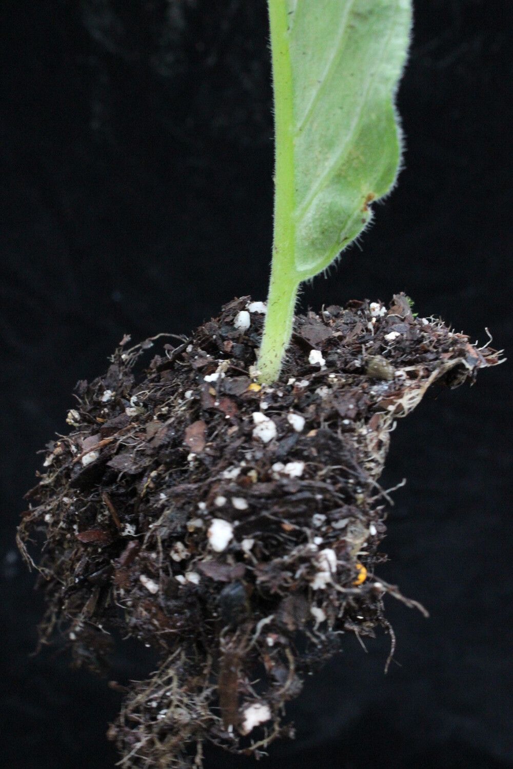 Streptocarpus levis habit