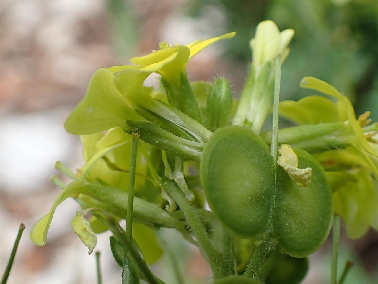Biscutella cichoriifolia fruit