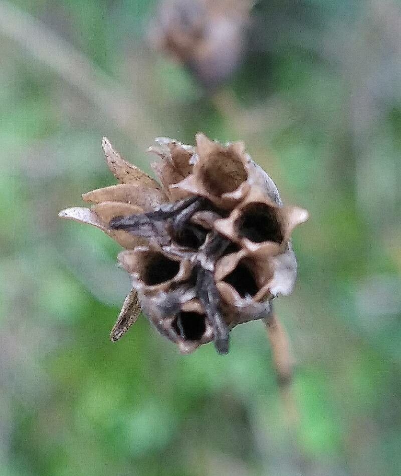 Petrorhagia prolifera fruit