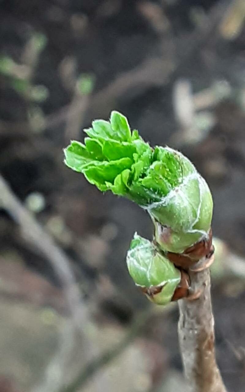 Ribes × nidigrolaria leaf