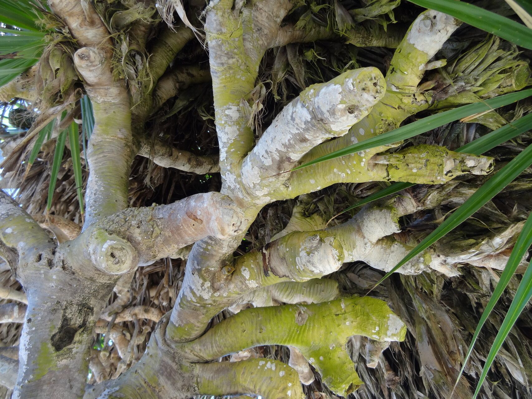 Pandanus heterocarpus bark