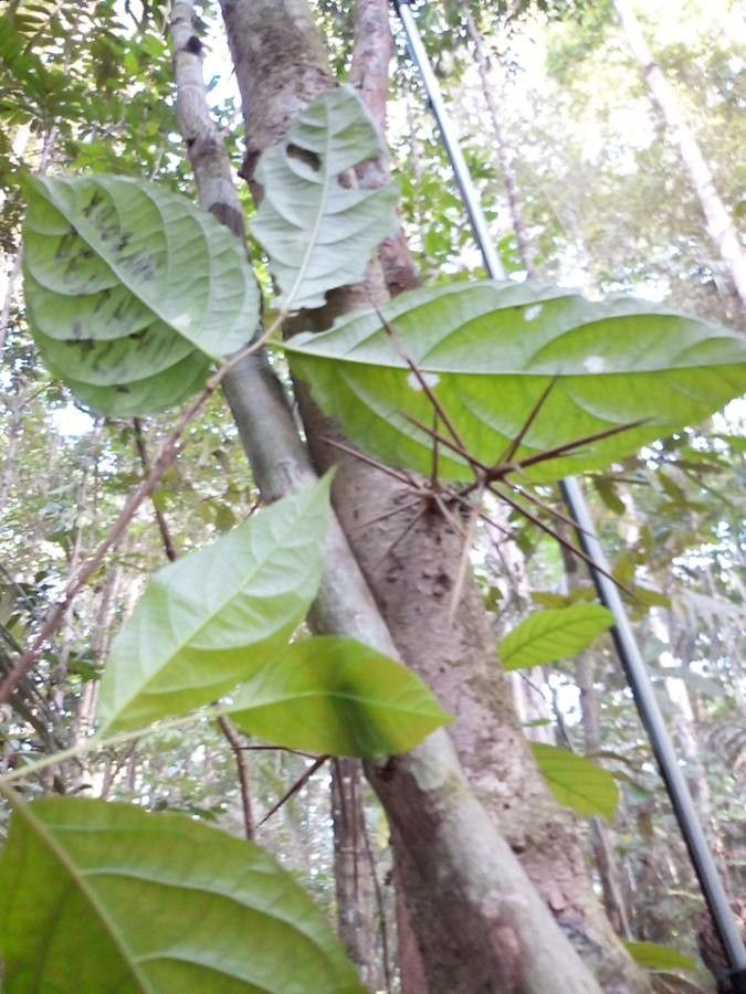 Xylosma benthamii habit