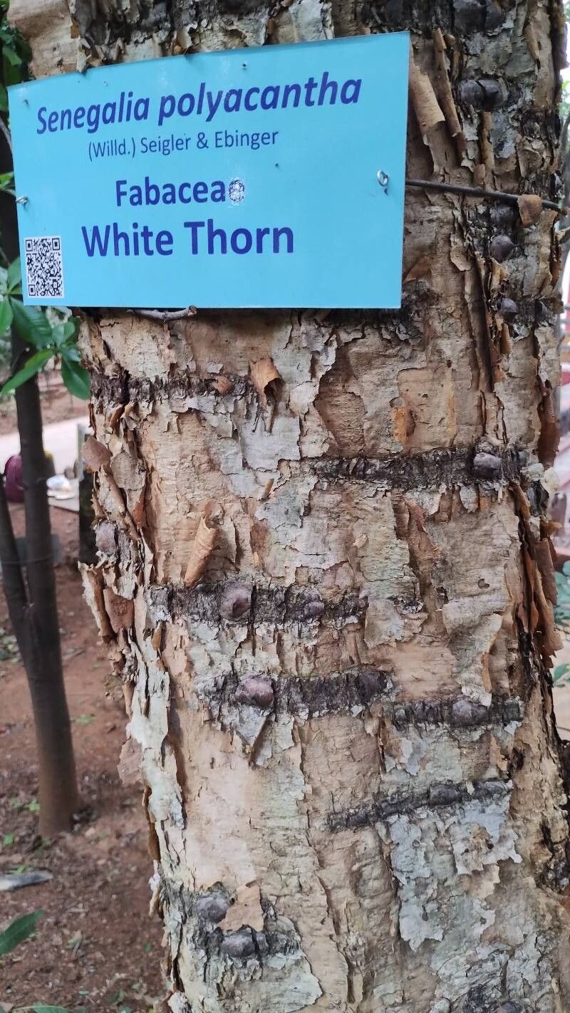 Senegalia polyacantha — houseplant care guide
