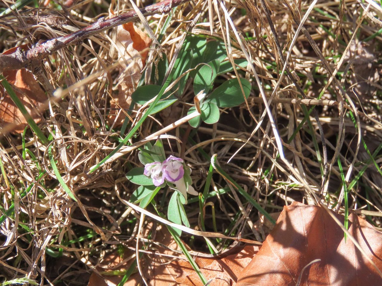 Corydalis pumila habit
